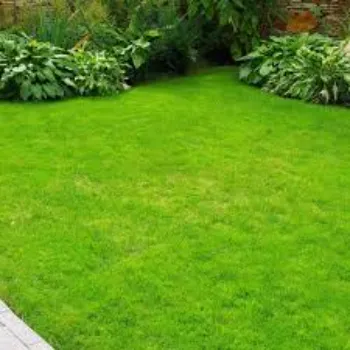 Natural Grass